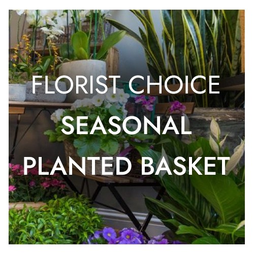 Florist Choice Seasonal Planted Basket